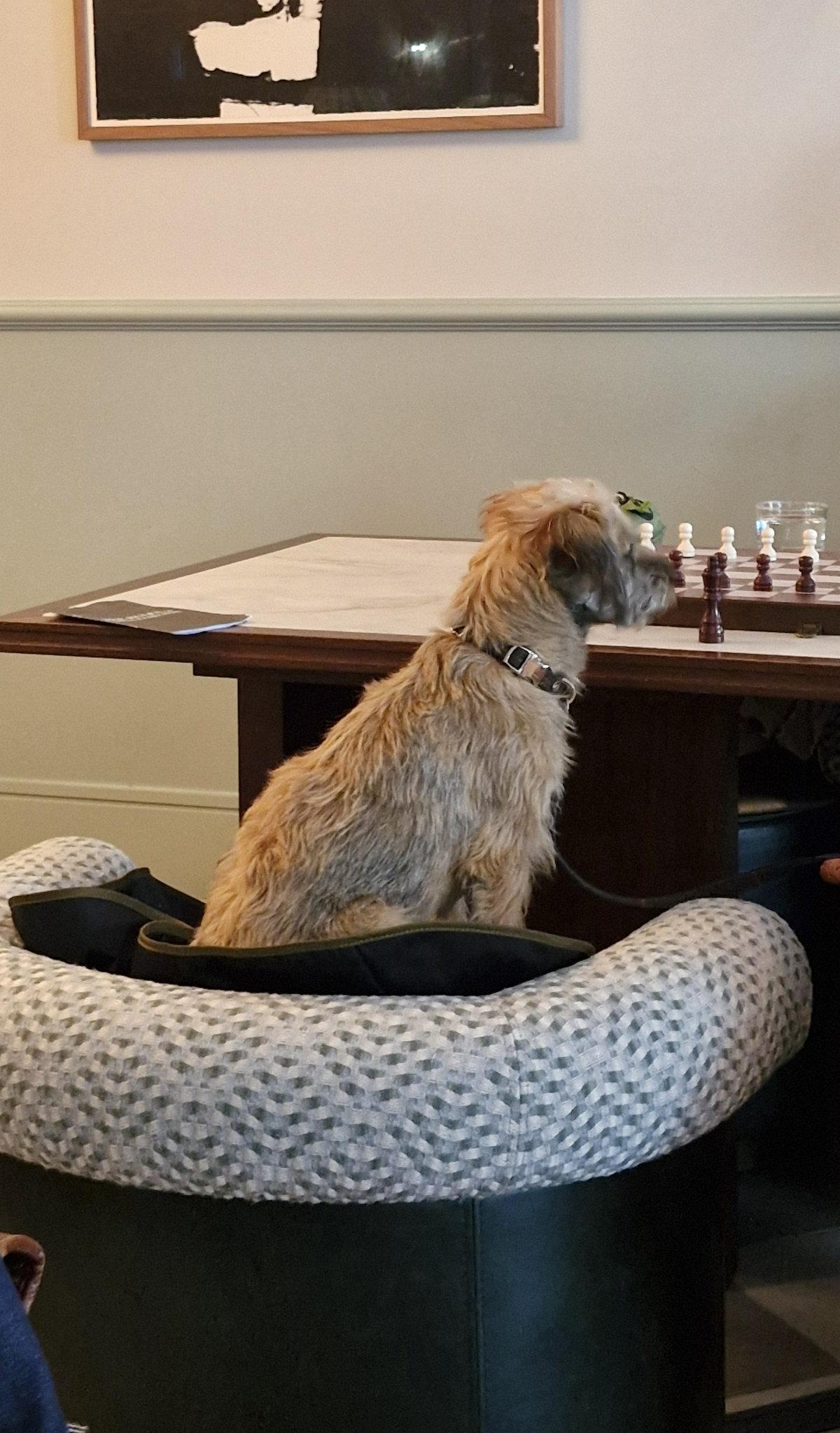 hoxton edinburgh dog chess