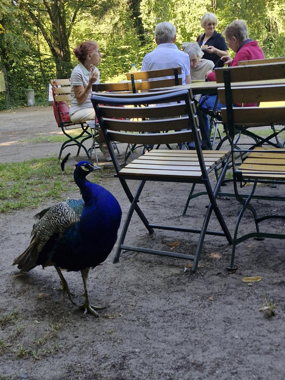Peacock Island Berlin cafe peacock