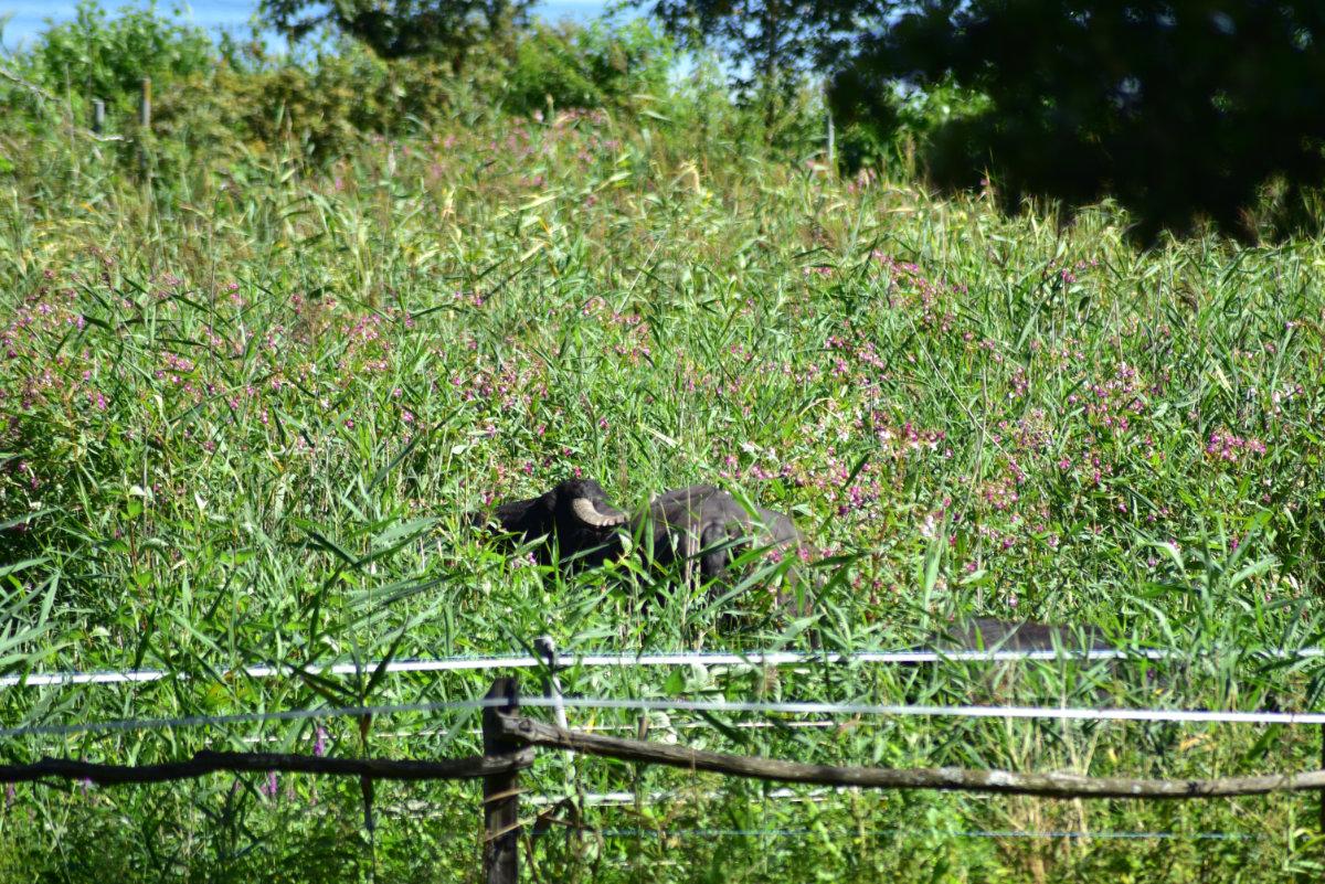 Peacock Island Berlin water buffalo