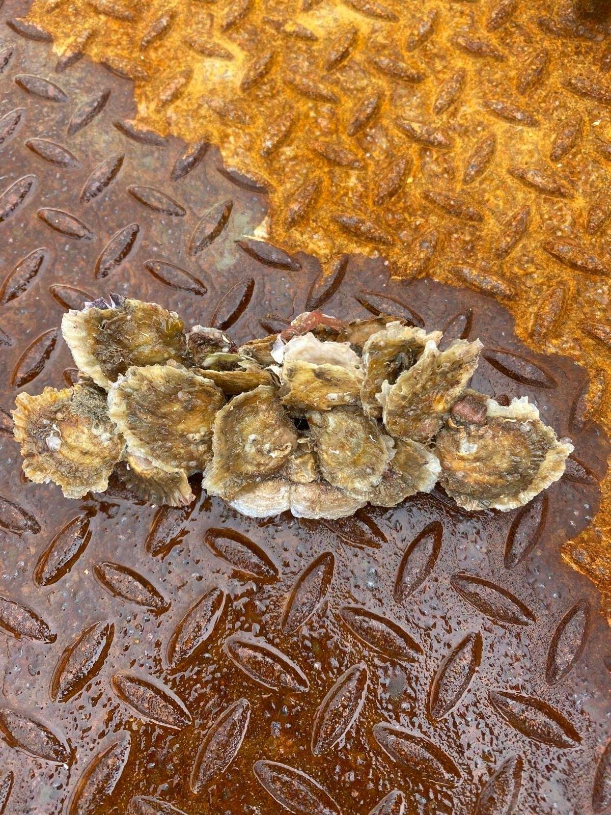 Young native oysters settling in Loch Ryan ahead of Stranraer Oyster Festival 2026.