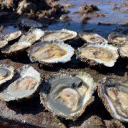 Young native oysters settling in Loch Ryan ahead of Stranraer Oyster Festival 2026.