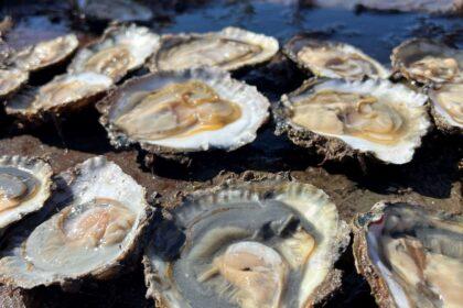 Young native oysters settling in Loch Ryan ahead of Stranraer Oyster Festival 2026.