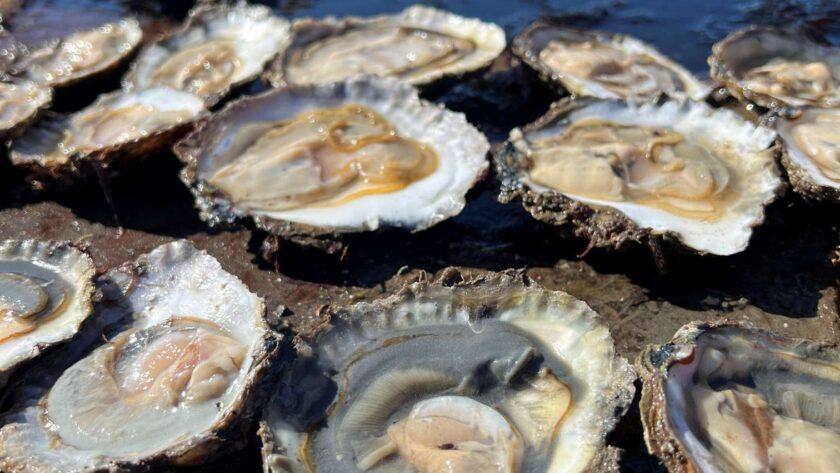 Young native oysters settling in Loch Ryan ahead of Stranraer Oyster Festival 2026.