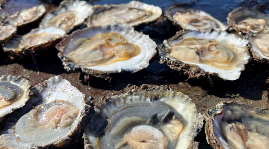 Young native oysters settling in Loch Ryan ahead of Stranraer Oyster Festival 2026.