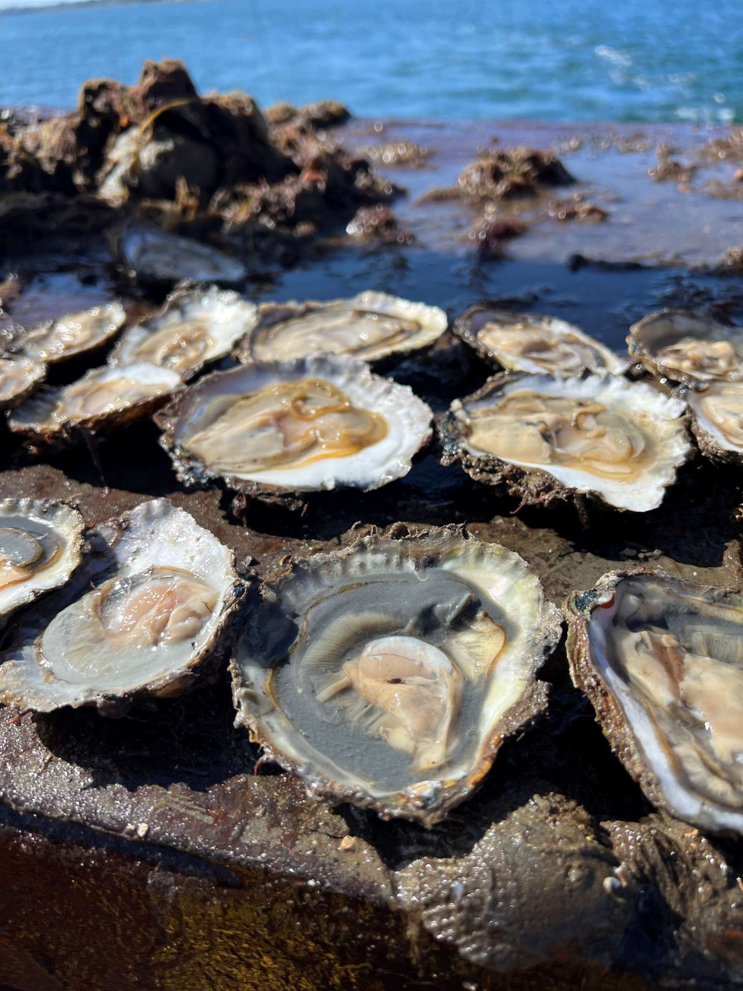 Young native oysters settling in Loch Ryan ahead of Stranraer Oyster Festival 2026.
