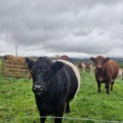 scotch beef