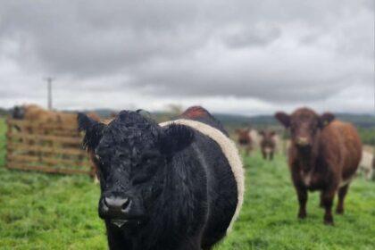 scotch beef