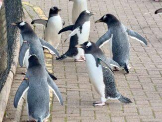Edinburgh Zoo Wee Waddle