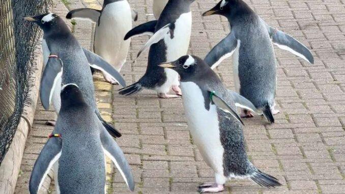Edinburgh Zoo Wee Waddle
