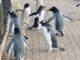 Edinburgh Zoo Wee Waddle