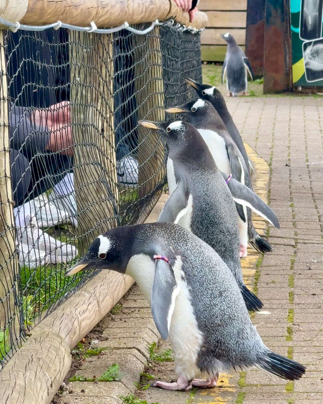Edinburgh Zoo Wee Waddle