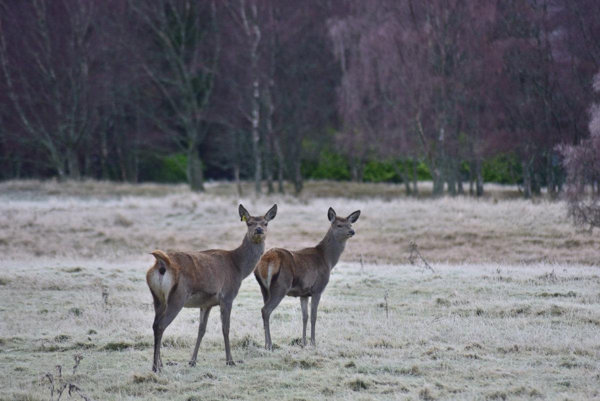 Things to do during a Loch Rannoch Hotel stay
